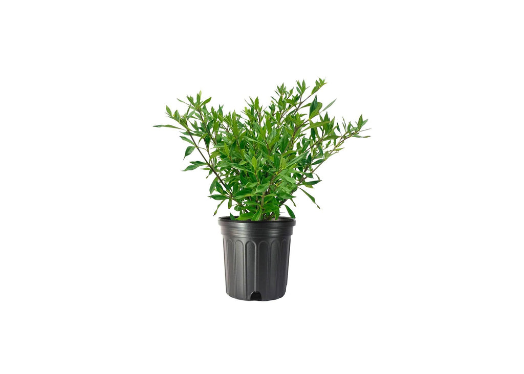 Frostproof Gardenia 2 Gallon Plants Fragrant Blooming Shrub A635794