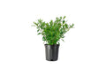 Frostproof Gardenia 2 Gallon Plants Fragrant Blooming Shrub A635794